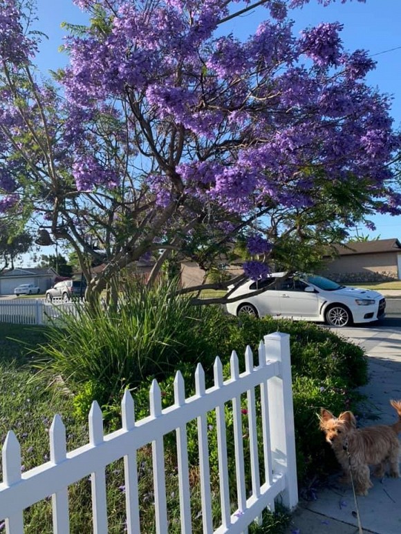 Hé lộ không gian sống của Ngọc Anh 3A tại Mỹ-9