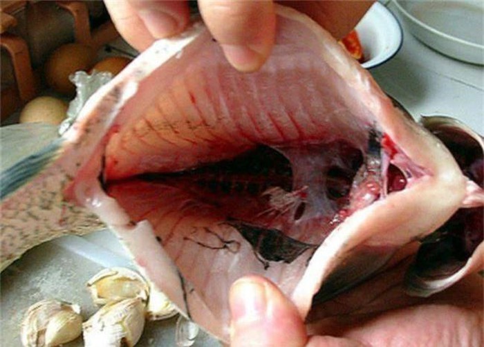 Không làm sạch 3 bộ phận sau thì cá chế biến kiểu gì cũng tanh vô cùng-1