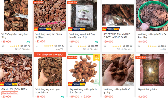 Đồ bỏ đi của cây thông trở thành hàng hiếm, có tiền khó mua được-2