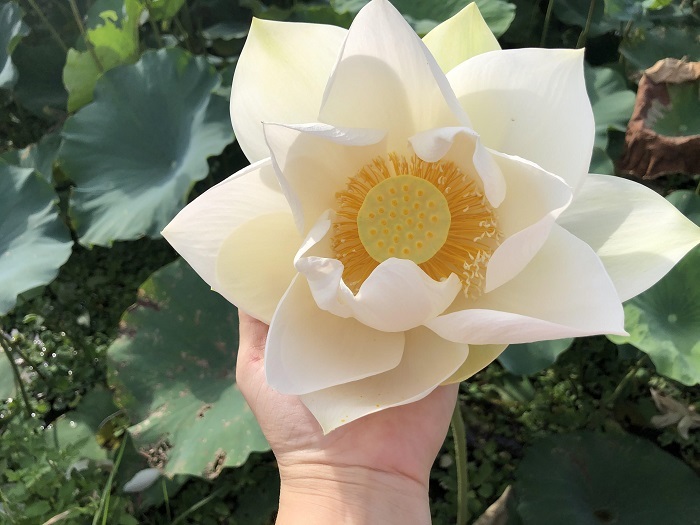 Trồng sen trắng để bán, khách ùn ùn đến chụp ảnh, chủ đầm hốt bạc-5