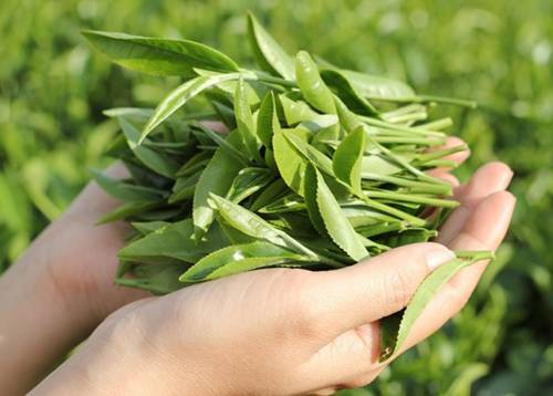 Chỉ tốn 10 ngàn mua lá chè xanh dùng, da ngày một sáng mịn, thâm mụn cũng bay sạch-1