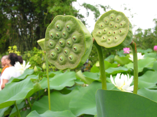 Hạt sen quê đầu mùa vừa thơm vừa bở giá chỉ 150 ngàn đồng/kg, bà nội trợ đặt mua nấu chè-1