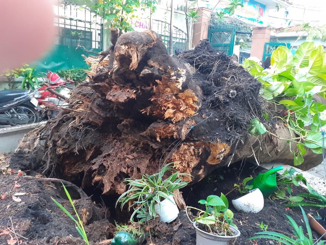 Thi thể học sinh tử nạn do phượng đổ ở TP.HCM được đưa về nhà-4