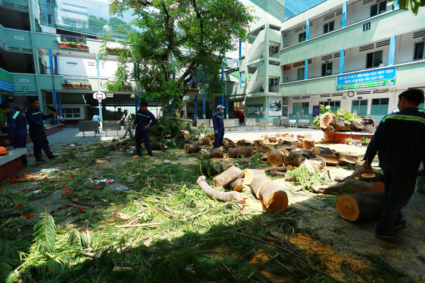 Cận cảnh gốc phượng vĩ mục ruỗng đổ gãy đè 13 học sinh thương vong ở Sài Gòn-1