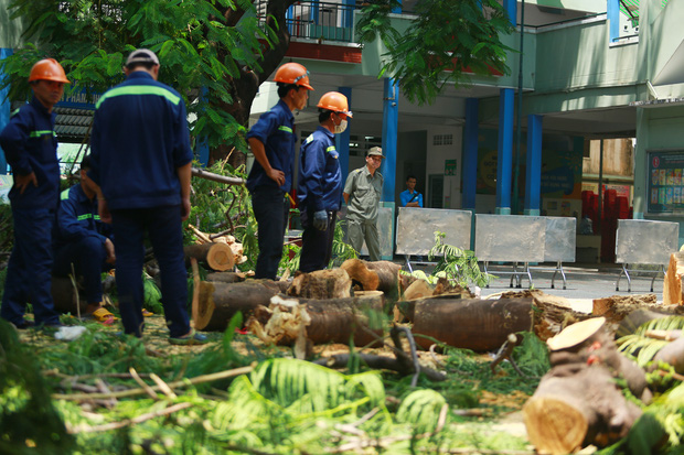 Cận cảnh gốc phượng vĩ mục ruỗng đổ gãy đè 13 học sinh thương vong ở Sài Gòn-2