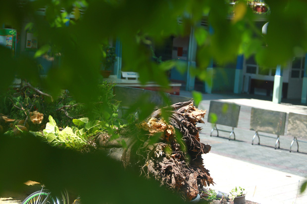 Cận cảnh gốc phượng vĩ mục ruỗng đổ gãy đè 13 học sinh thương vong ở Sài Gòn-3