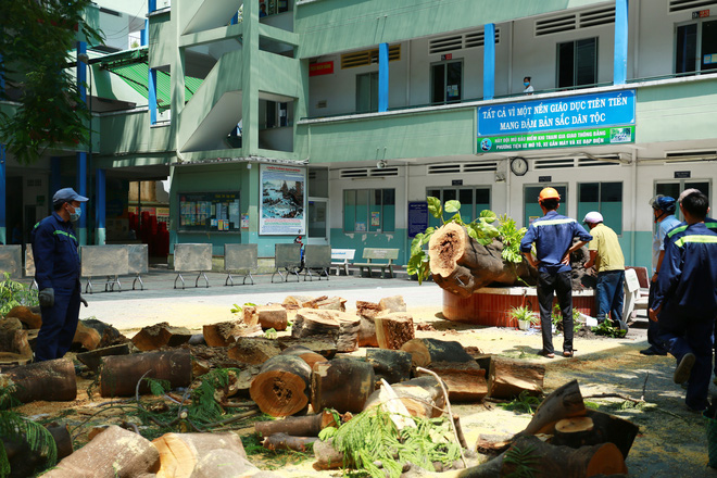 Cận cảnh gốc phượng vĩ mục ruỗng đổ gãy đè 13 học sinh thương vong ở Sài Gòn-6