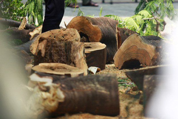 Cận cảnh gốc phượng vĩ mục ruỗng đổ gãy đè 13 học sinh thương vong ở Sài Gòn-8