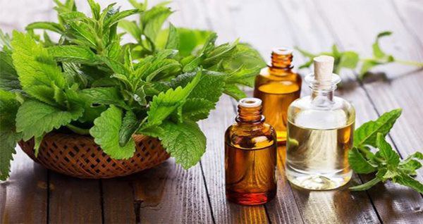 Bảo vệ gia đình khỏi sốt xuất huyết bằng 6 cách đuổi muỗi cực đơn giản-2