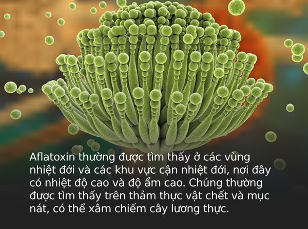 Lọai chất độc mà WHO khuyến cáo gây ung thư cực mạnh hóa ra có trong bếp mọi gia đình, đặc biệt dễ xuất hiện nhiều ở 3 loại thực phẩm này-1