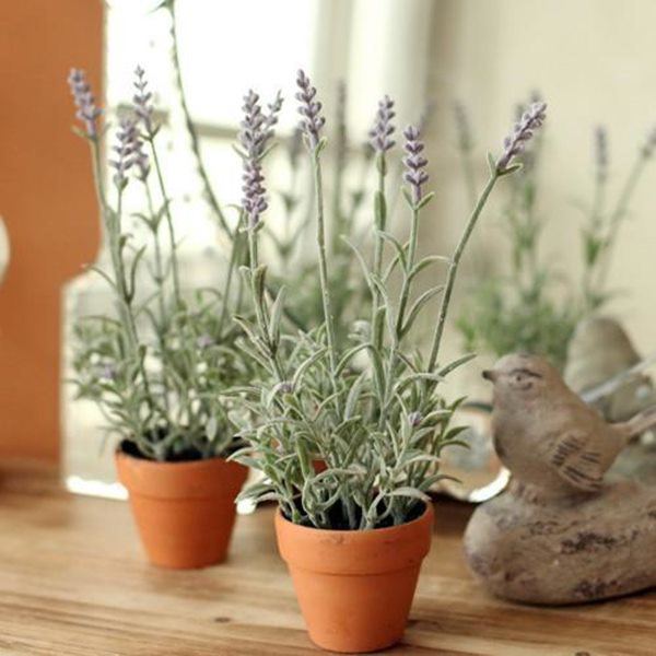 8 loại hoa thơm như nước hoa, trồng ban công đưa hương nức cả nhà-2