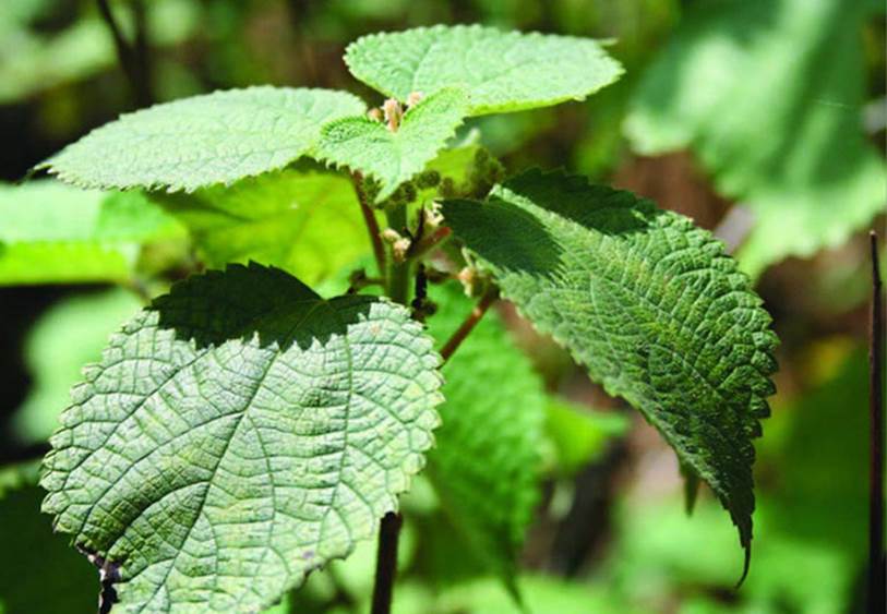 Đi đường ở Nhật tiện tay hái nắm lá, cô gái chế ngay được món bánh nức tiếng quê nhà khiến mọi người tới tấp hỏi công thức-2