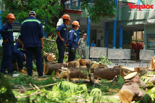 Bé trai tử nạn do cây đè: Mẹ về cho em bú. Mẹ sẽ chăm, thương em bằng cả tình thương của con nữa-3
