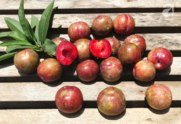 Mận là loại trái cây cực tốt nhưng có những người tốt nhất không nên ăn, đặc biệt là 5 đối tượng này-4