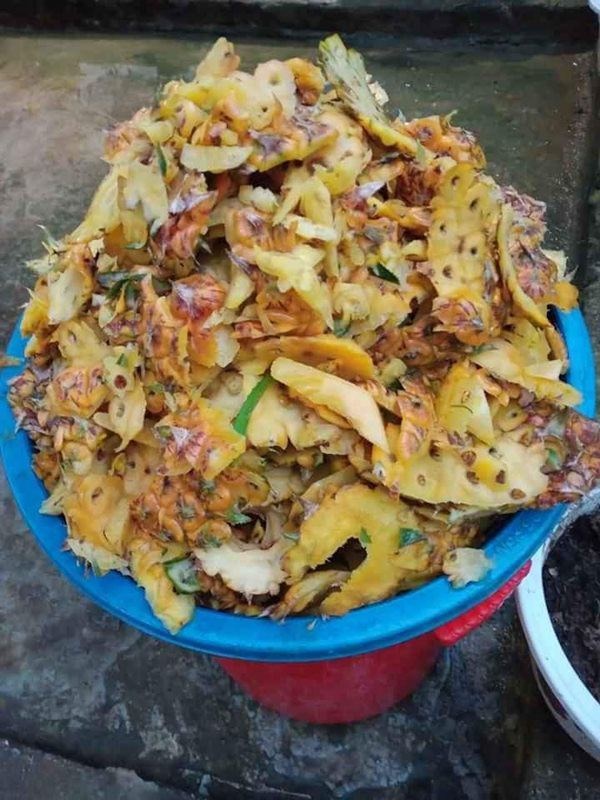 Cô gái Hà Tĩnh tiết lộ cách làm nước thần từ vỏ dứa, tưới tới đâu cây tốt tới đó-3