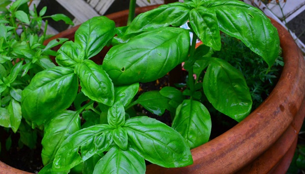 Sau tuổi 40 phụ nữ sẽ già đi rất nhanh: Để chống lại lão hóa và ngăn chặn ung thư, cần ăn nhiều hơn 4 loại thực phẩm này-4