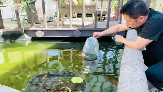 Chiêm ngưỡng hồ cá Koi của Bằng Kiều trên đất Mỹ-4