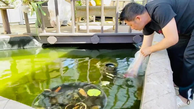 Chiêm ngưỡng hồ cá Koi của Bằng Kiều trên đất Mỹ-6