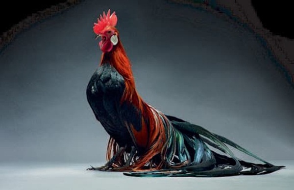 Tử vi 12 con giáp thứ 5 ngày 28/5/2020: Dần tài lộc vượng phát, Ngọ dễ bị tiểu nhân lợi dụng-3