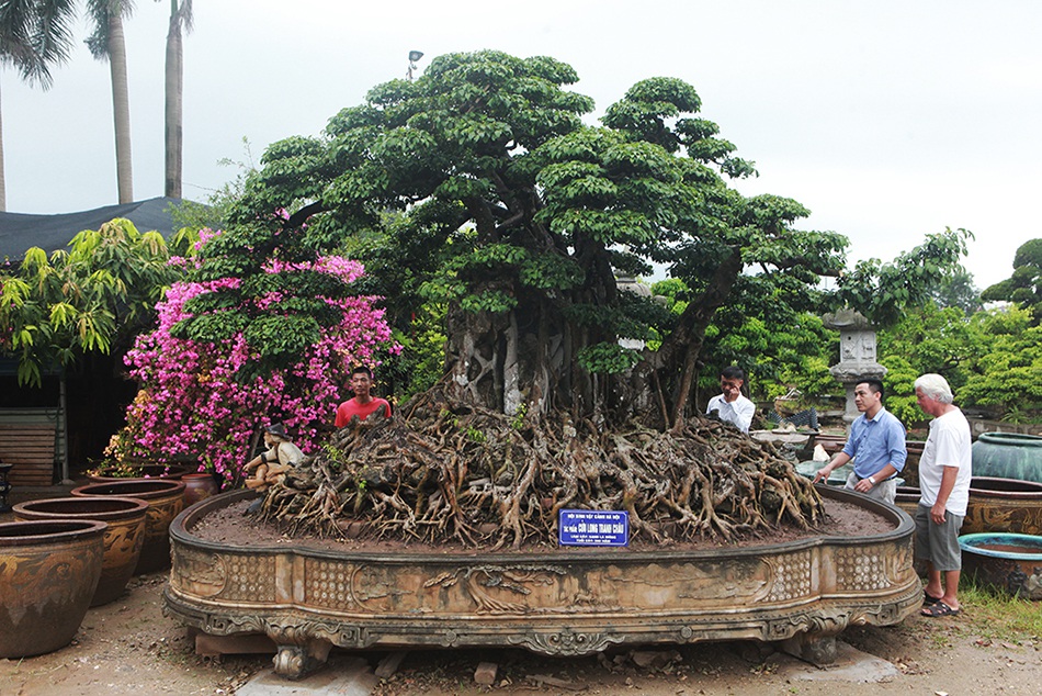 Choáng ngợp cây sanh lá móng cổ thụ giá chục tỷ ở Hà Nội-1