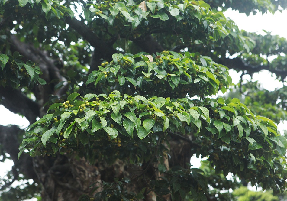 Choáng ngợp cây sanh lá móng cổ thụ giá chục tỷ ở Hà Nội-9