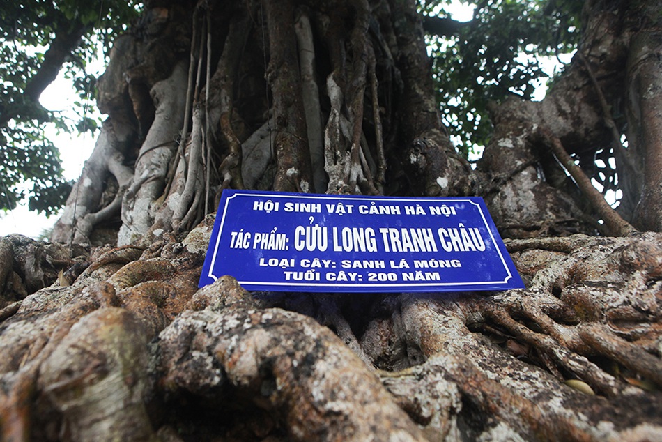 Choáng ngợp cây sanh lá móng cổ thụ giá chục tỷ ở Hà Nội-2