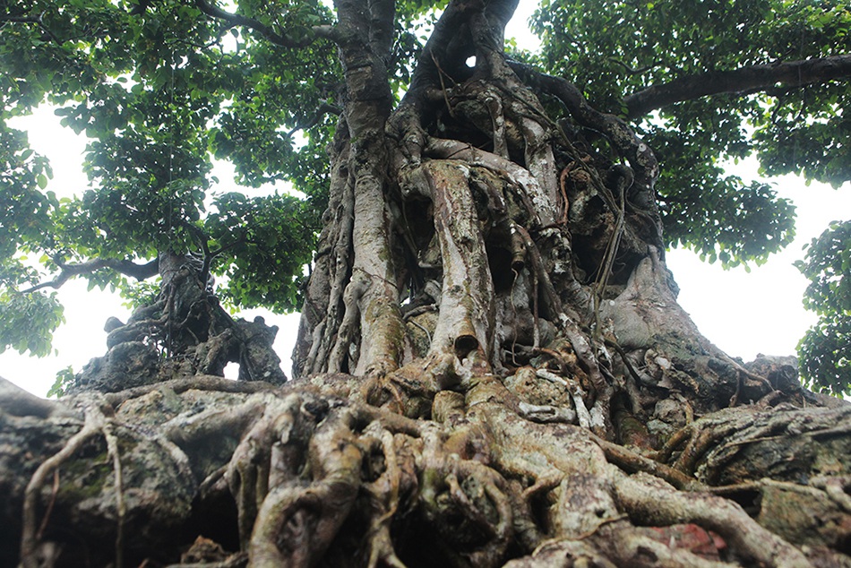 Choáng ngợp cây sanh lá móng cổ thụ giá chục tỷ ở Hà Nội-7