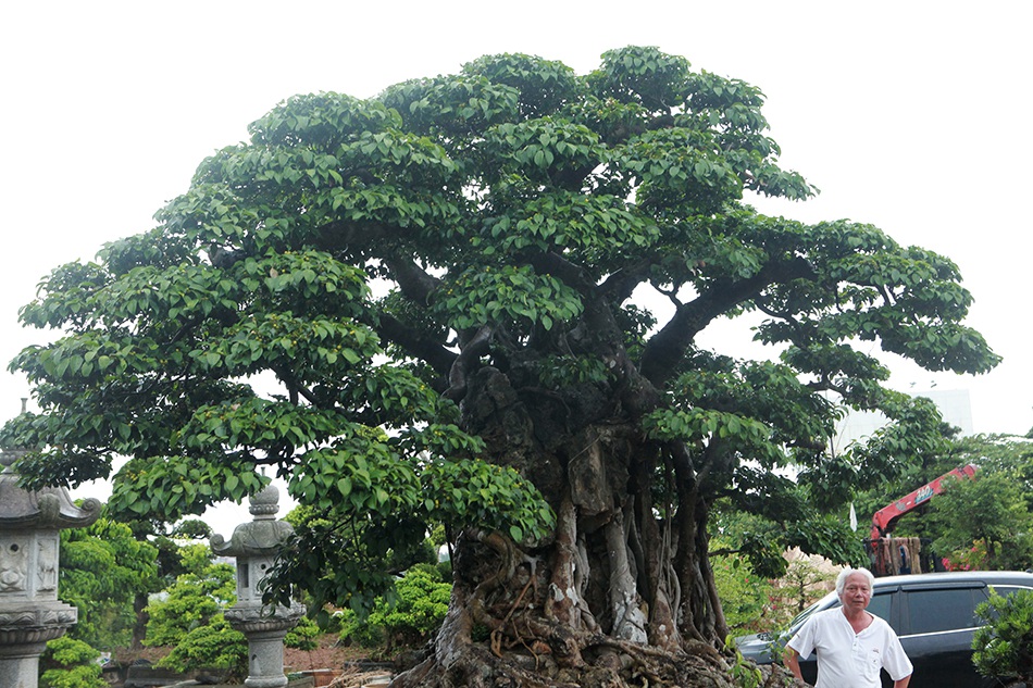 Choáng ngợp cây sanh lá móng cổ thụ giá chục tỷ ở Hà Nội-8