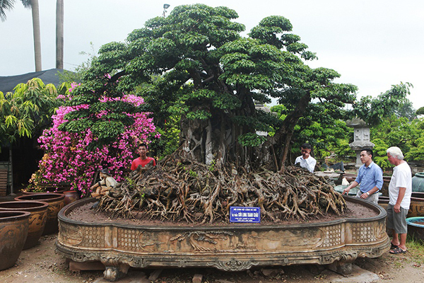 Đại gia Hà Nội chi 24 tỷ mua 2 cây sanh danh tiếng bậc nhất-14