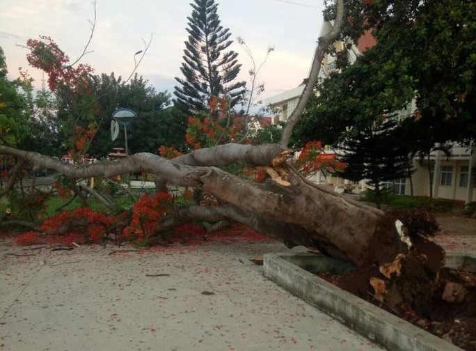 Thêm cây phượng vĩ cổ thụ trong trường học bật gốc trước giờ học sinh vào lớp-1