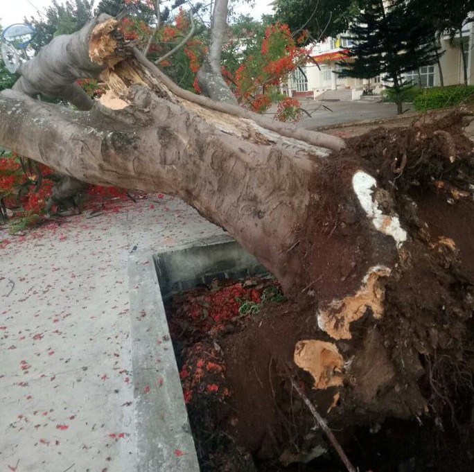 Thêm cây phượng vĩ cổ thụ trong trường học bật gốc trước giờ học sinh vào lớp-2