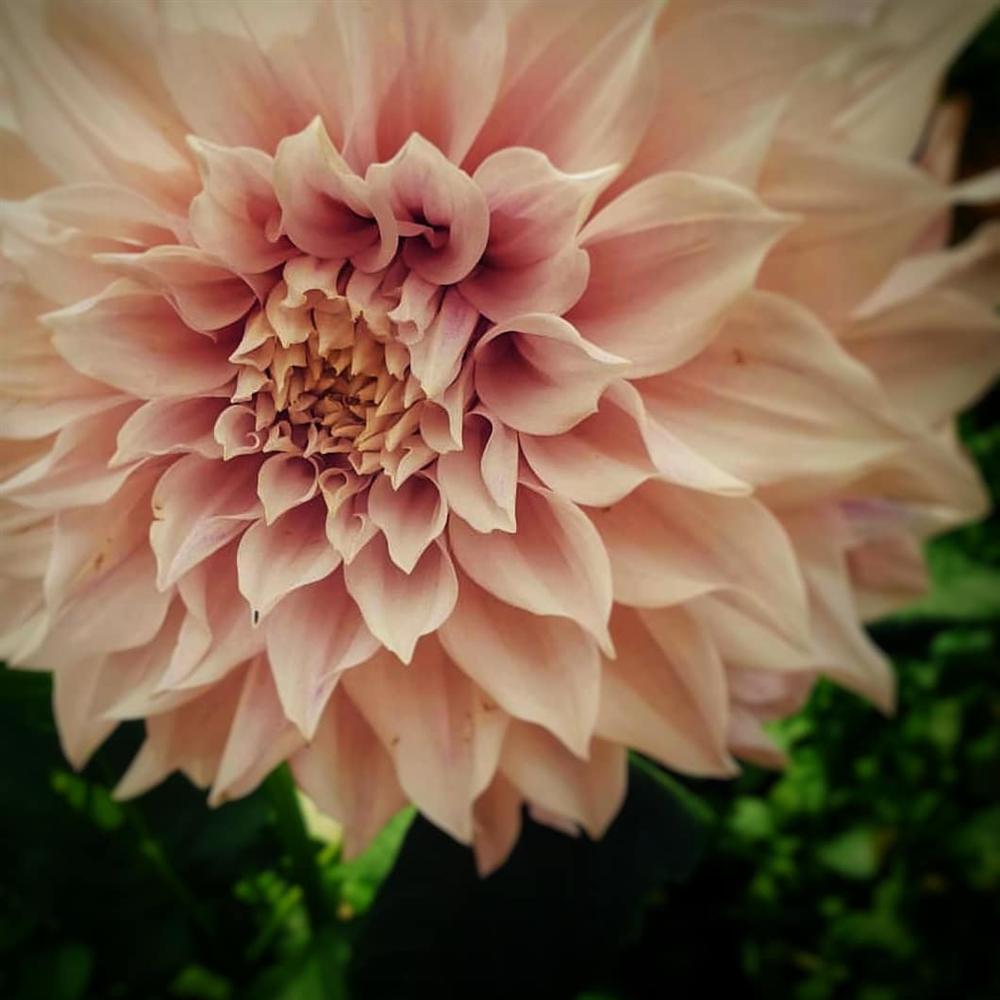 Ngôi nhà nhỏ với khu vườn đầy nắng và cuộc sống bình yên của gia đình 7 người ở ngoại ô thành phố-8