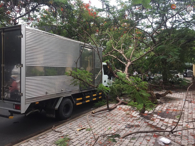 Thêm một cây phượng gần trường Đại học ở Sài Gòn bật gốc đè trúng xe tải, nhiều người đi đường hoảng hồn-1