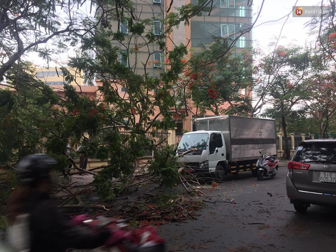 Thêm một cây phượng gần trường Đại học ở Sài Gòn bật gốc đè trúng xe tải, nhiều người đi đường hoảng hồn-2