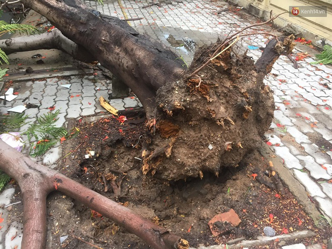 Thêm một cây phượng gần trường Đại học ở Sài Gòn bật gốc đè trúng xe tải, nhiều người đi đường hoảng hồn-5