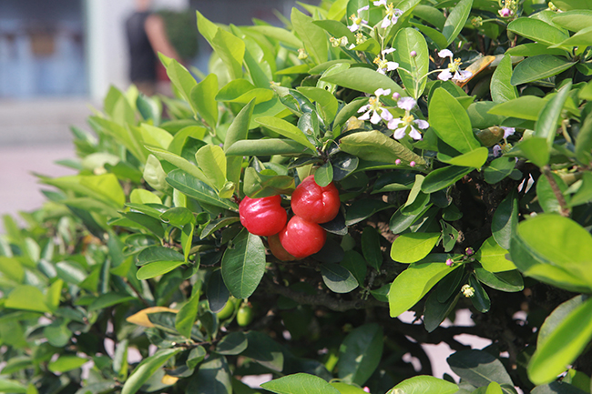 Dàn sơ ri khủng giá tiền tỷ của đại gia chơi cây cảnh khét tiếng Thái Nguyên-11