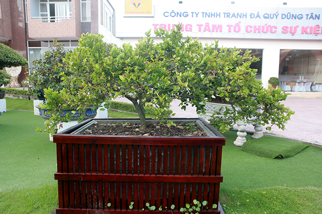 Dàn sơ ri khủng giá tiền tỷ của đại gia chơi cây cảnh khét tiếng Thái Nguyên-13