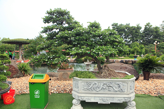 Dàn sơ ri khủng giá tiền tỷ của đại gia chơi cây cảnh khét tiếng Thái Nguyên-2
