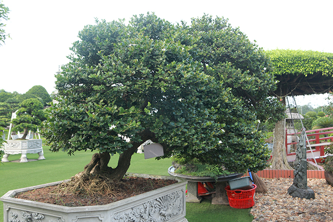 Dàn sơ ri khủng giá tiền tỷ của đại gia chơi cây cảnh khét tiếng Thái Nguyên-4