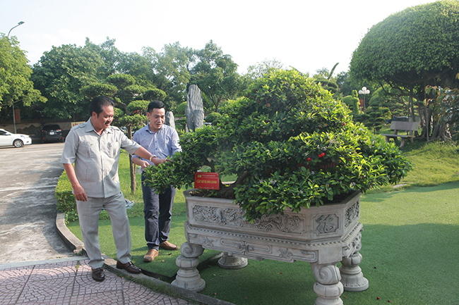 Dàn sơ ri khủng giá tiền tỷ của đại gia chơi cây cảnh khét tiếng Thái Nguyên-7