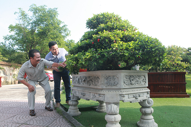 Dàn sơ ri khủng giá tiền tỷ của đại gia chơi cây cảnh khét tiếng Thái Nguyên-8