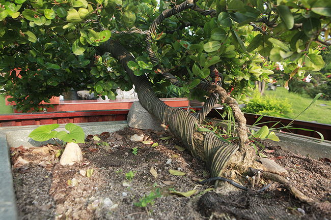 Dàn sơ ri khủng giá tiền tỷ của đại gia chơi cây cảnh khét tiếng Thái Nguyên-14