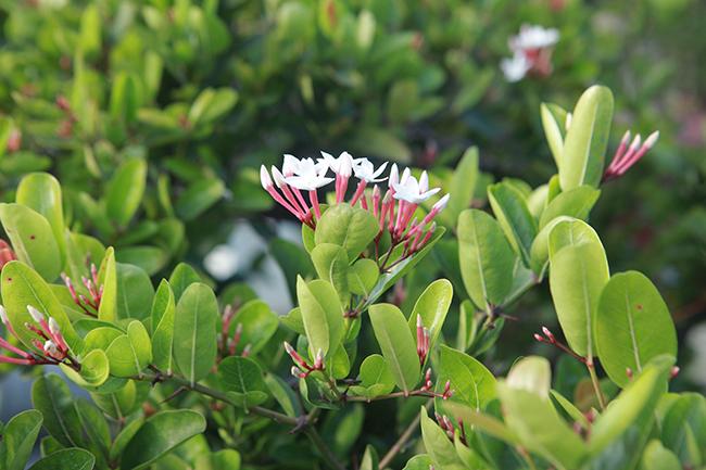 Dàn sơ ri khủng giá tiền tỷ của đại gia chơi cây cảnh khét tiếng Thái Nguyên-15