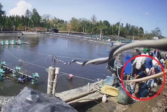 Lật tẩy trò trộm tôm có tổ chức ở Cà Mau