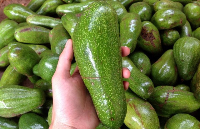 Muốn biết bơ có bị tẩm hóa chất hay không hãy nhìn vào lõi cuống-1