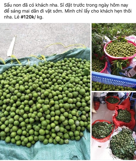 Sấu non đắt hơn trái cây nhập khẩu vẫn hút khách, tiểu thương hốt bạc-6