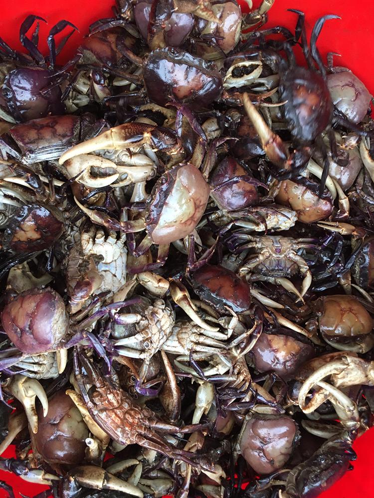 Thời tiết nắng nóng, tiểu thương bán cua đồng giá 130-150 ngàn đồng/kg, 8 giờ sáng đã hết sạch hàng-1
