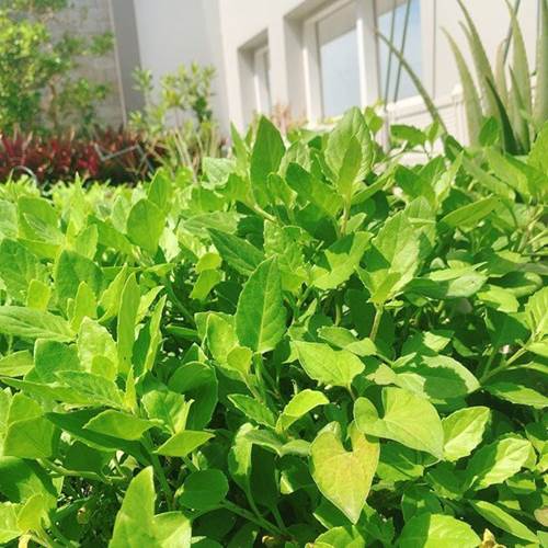 Chỉ mất 50 nghìn hạt giống, mẹ 8X trồng thành vườn rau tốt ngồn ngộn, ăn không hết-4