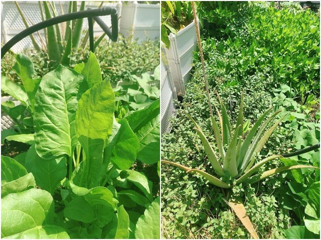 Chỉ mất 50 nghìn hạt giống, mẹ 8X trồng thành vườn rau tốt ngồn ngộn, ăn không hết-6