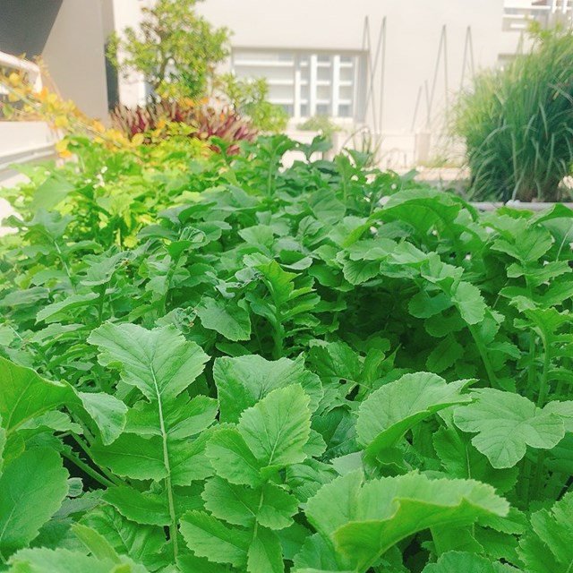 Chỉ mất 50 nghìn hạt giống, mẹ 8X trồng thành vườn rau tốt ngồn ngộn, ăn không hết-12